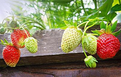 MG Cyberster新春涂装大赛正式开启！